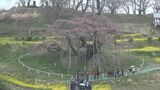 日本三大桜のひとつ 三春滝桜の開花を宣言 福島・三春町|TBS NEWS DIG