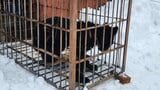 【速報】物置小屋内で寝ていたクマ　箱わなに入り駆除される　福島・喜多方市【13日午後3時更新】|TBS NEWS DIG