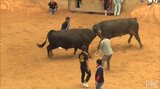 大型連休も闘牛を満喫 与勝闘牛大会で熱戦|TBS NEWS DIG