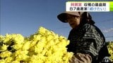 青森県の県南地方特産の食用菊「阿房宮」の収穫が最盛期　結婚してから栽培　この道65年のベテラン農家は「みんなに喜んで食べてもらいたい」　2025年は例年より花が大きく出来も上々　|　青森のニュース│ATV NEWS│青森テレビ