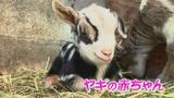 ”予測不能な動き”がたまらない…子ヤギが次から次と　小さな牧場は出産ラッシュ　富山・氷見市　|　富山のニュース｜天気・防災｜チューリップテレビ