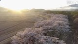【映像企画・撮りどき】朝日浴びる1.5キロの桜並木 雫石川園地/岩手・雫石町|TBS NEWS DIG