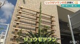 咲くのは数十年に一度⁉『リュウゼツラン』が宜野湾市で開花 枝の先から小さな花|TBS NEWS DIG