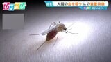 「蚊」が好きなのは白T?黒T?血を吸いながら“おしっこ”も…研究者に聞く刺されない対策【ひるおび】|TBS NEWS DIG