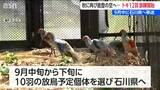 今秋に再び能登の空へ…  放鳥に向けトキ12羽訓練開始　9月中に石川県へ移送　新潟・佐渡市|TBS NEWS DIG