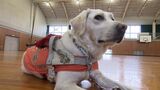 盲導犬・アクアちゃんが小学校で出前授業「音が鳴らない信号があったら教えてあげたい」【岡山】|TBS NEWS DIG