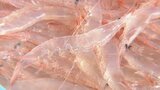 シロエビ漁のピークは?富山・新湊ではいまだに不漁続き 海底の変化か次々と網がダメに…漁師は二重苦 | 富山のニュース|天気・防災|チューリップテレビ