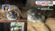 むにゃむにゃ…似た者同士のカワウソの親子【ぷくぷくキュンアニマルズ㉔】　|　福島のニュース│TUF