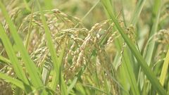 コメの平均販売価格5キロあたり3939円　値上がり続く| TBS CROSS DIG with Bloomberg