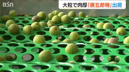 たっぷりの“果汁”が特徴 大粒で肉厚な特産の『藤五郎梅』 梅干しや梅酒