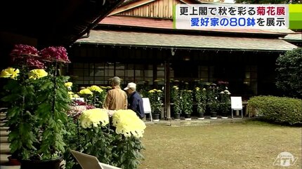 愛好家たちが丹精込めて育てた「キクの花」約80鉢が展示 更上閣で