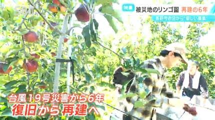 断捨離中のリンゴ畑 断捨離中のリンゴ畑 断捨離中のリンゴ畑 弐七農園〜niinana noen 信州