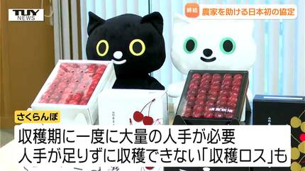 希少＊天然野生【ミヤマラッキョウ＊深山辣韮】大株＊抜き苗＊宅急便コンパクト発送 深山ラッキョウ 苗 9cmポット 赤紫 山野草 多年草 秋咲き ミヤマ