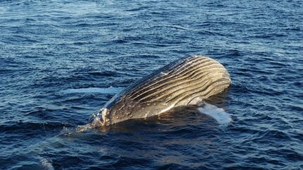 クジラの死体が漂流している｣ 体長は約10メートル 腐敗進んでいるため
