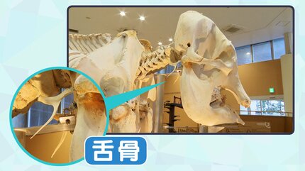 生きた証を後世に伝える」“骨格標本”のゾウには鼻がない!? シャンティ
