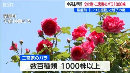 30年に渡って丹精込めた数百種 1000株以上を一般公開『二宮家バラ園