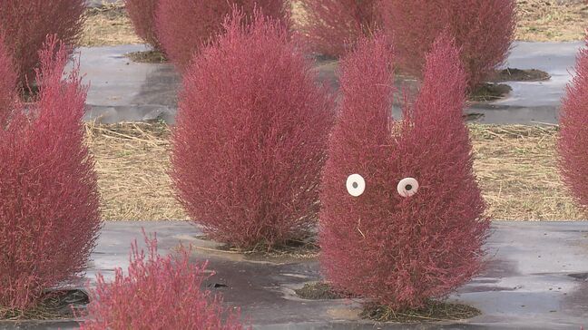 秋深まる…かわいらしいコキア見頃　猪苗代ハーブ園　福島・猪苗代町|TBS NEWS DIG