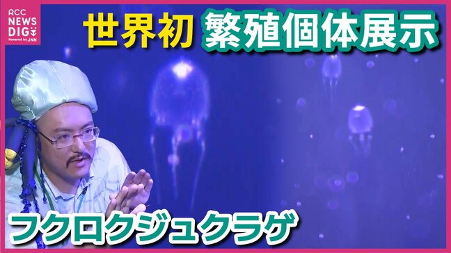 「知見増やせれば」フクロクジュクラゲ 繁殖個体を世界初展示 広島・福山大学|TBS NEWS DIG