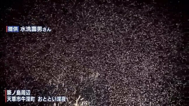 真夜中の海で“神秘の光景”　水深3～6ｍに広がるピンク色の物体とは？|TBS NEWS DIG