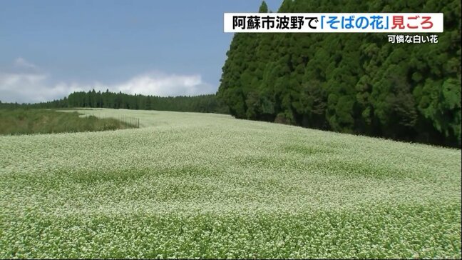 新そばの季節が待ち遠しい！　700万本のソバの花が見ごろ　熊本・阿蘇市|TBS NEWS DIG