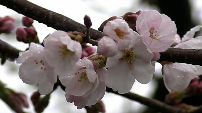 高松地方気象台がソメイヨシノの開花を発表 栗林公園の標本木で6輪の花が少なくとも開いている【香川】|TBS NEWS DIG