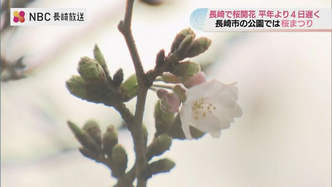 【長崎】サクラ開花！朝は3輪 午後に5輪…春の陽気が「最後の一押し」|TBS NEWS DIG