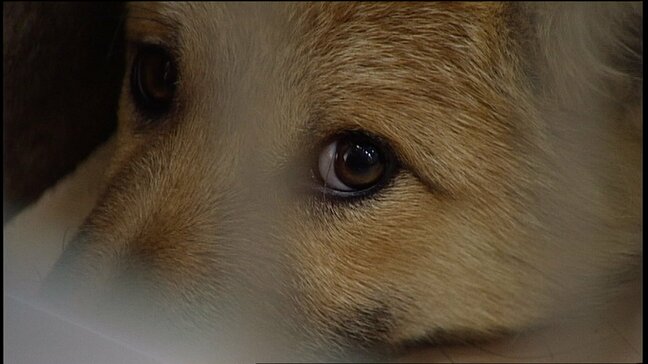 保護した犬や猫を一時的に保護する新たな施設の落成式　最大50頭を保護し訓練など【香川・高松市】|TBS NEWS DIG