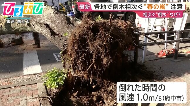 相次ぐ「倒木」なぜ?樹木医に聞く 倒木を知らせる予兆は【ひるおび】|TBS NEWS DIG