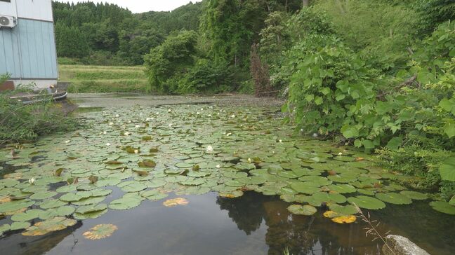 【ため池で死亡】捜索中の64歳男性が遺体で見つかる 司法解剖で死因は溺死と判明、警察が当時の状況を調査 富山・氷見市|TBS NEWS DIG