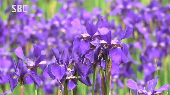 約4万株のアヤメが紫色の花を…長野・箕輪町の休耕田…新緑と青空とのコントラストを楽しむ…15年ほど前から植え始め株分けしながら増やし、今では30アールほどに|TBS NEWS DIG