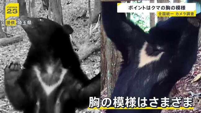 連日の被害「逃げようと思ったらクマが目の前でグワーッと…」7針縫った猟友会メンバー　対策は？“胸の模様”で個体識別　クマの全国統一のカメラ調査始まる【news23】|TBS NEWS DIG