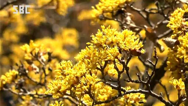 春を告げる花・サンシュユが見ごろ 長野・諏訪市高島公園|TBS NEWS DIG