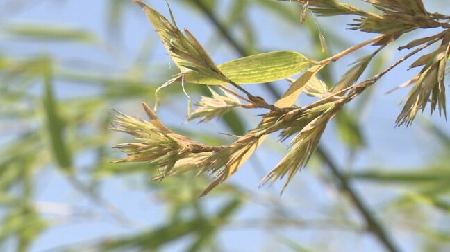 「120年に1回!?びっくりです」珍しい竹の花 1週間前から咲き始める 山梨・中央市|TBS NEWS DIG