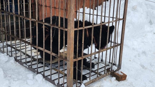 【速報】物置小屋内で寝ていたクマ　箱わなに入り駆除される　福島・喜多方市【13日午後3時更新】|TBS NEWS DIG