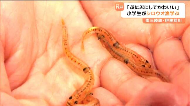 「ぷにぷにしてかわいい」伝統のシロウオ漁を児童が見学　宮城・南三陸町|TBS NEWS DIG