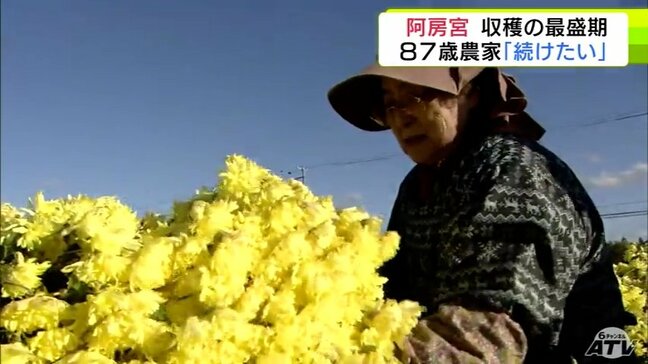 青森県の県南地方特産の食用菊「阿房宮」の収穫が最盛期　結婚してから栽培　この道65年のベテラン農家は「みんなに喜んで食べてもらいたい」　2025年は例年より花が大きく出来も上々|TBS NEWS DIG
