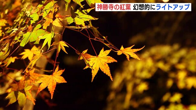 「どこを写真に撮っても絵になる」幻想的に紅葉を照らし　福山市の神勝寺でライトアップ　1000本のイロハモミジが色づき|TBS NEWS DIG