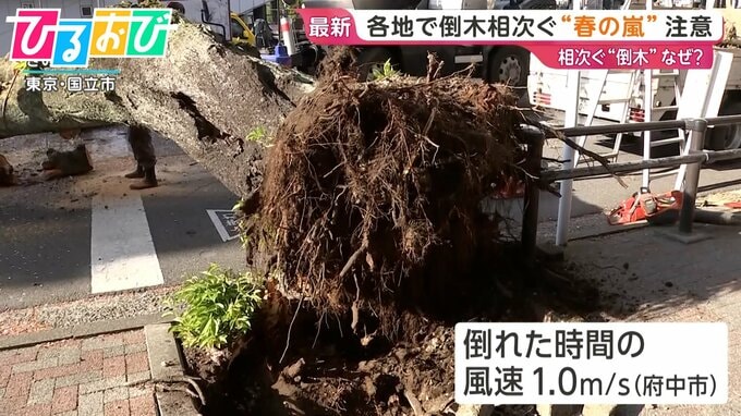 相次ぐ「倒木」なぜ？樹木医に聞く　倒木を知らせる予兆は【ひるおび】|TBS NEWS DIG