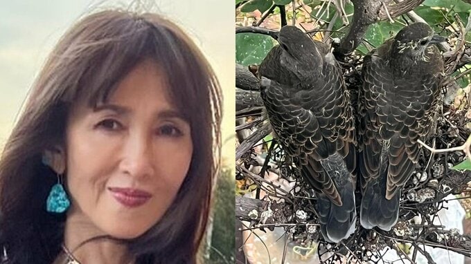 【 工藤静香 】　母親の家にいた鳩の巣立ちを報告「『今朝居なかったの！別れも音もなく巣立ったわ』と、ばばちゃん」|TBS NEWS DIG