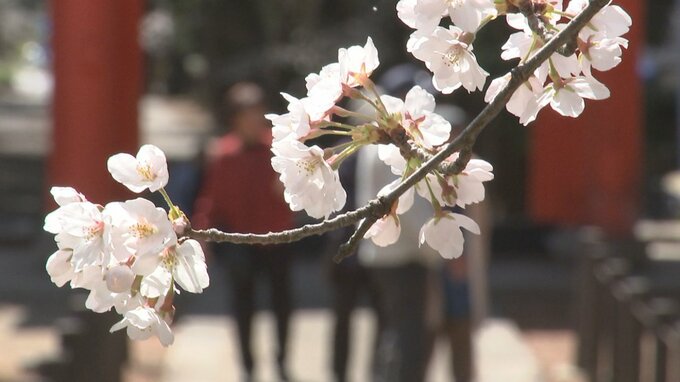 【見頃の桜】ソメイヨシノなど150本が見頃の舞鶴城公園　恵林寺では約60本が満開　山梨　|　山梨のニュース | ＵＴＹテレビ山梨