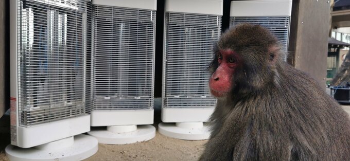 「厳しい冬を乗り越えて」　高崎山にサルのヒーター設置　　|　大分のニュース｜OBS NEWS｜大分放送