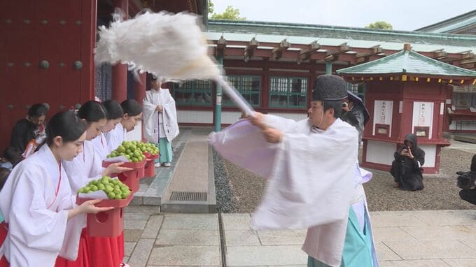 「健康に健やかに」祈り　防府天満宮で梅ちぎり　|　山口のニュース・天気・防災｜tys NEWS｜ｔｙｓテレビ山口