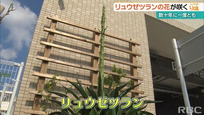 咲くのは数十年に一度⁉『リュウゼツラン』が宜野湾市で開花　枝の先から小さな花|TBS NEWS DIG