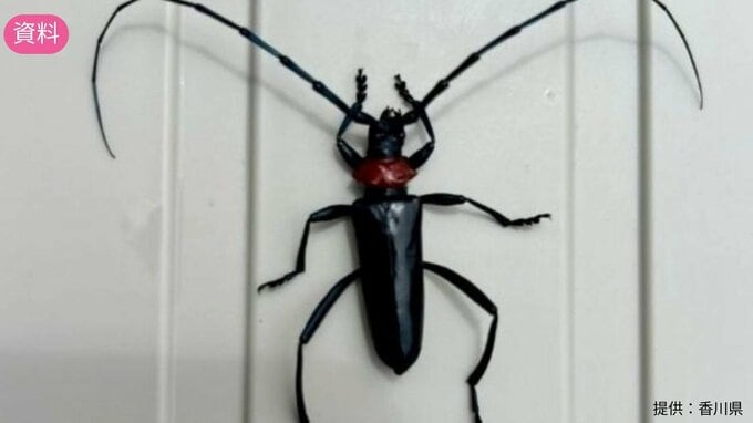 【速報】岡山後楽園でクビアカツヤカミキリ（特定外来生物）による被害を確認　県内で初【岡山】|TBS NEWS DIG