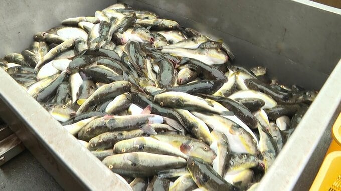 網走港で水揚げされた大量のフグ