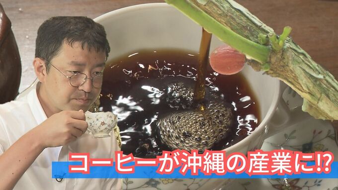 「コーヒー栽培を沖縄の産業に」農家と研究員がタッグを組んで、目指すはハワイのコナコーヒー|TBS NEWS DIG