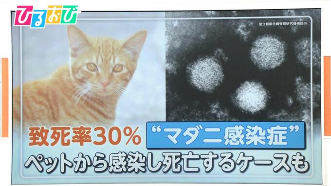 致死率30％“マダニ感染症”「SFTS」ペットとのふれあいで感染リスクも…もしマダニにかまれたら【ひるおび】|TBS NEWS DIG
