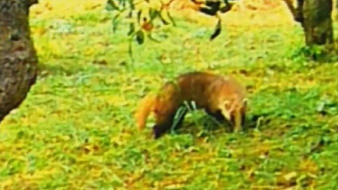 アナグマ出没 …果物も好物　5月は目撃情報増える　|　BSSニュース | BSS山陰放送
