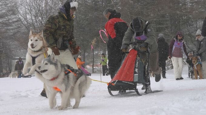 雪上で愛犬と息ぴったり！？霧ヶ峰高原で犬ぞりレース・長野県諏訪市　|　SBC NEWS | 長野のニュース | SBC信越放送