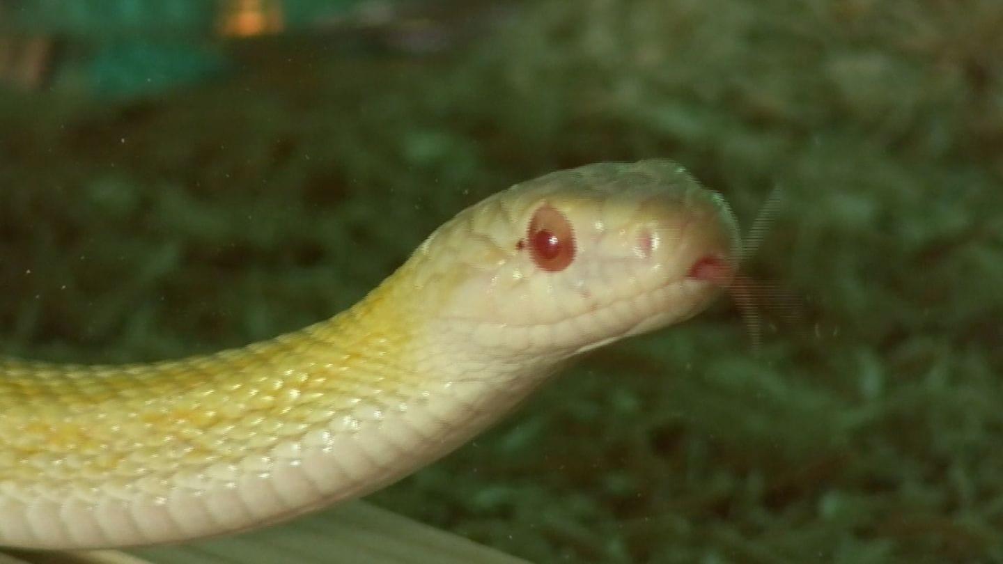 爬虫類好きの住職が飼育する4匹の「白いアオダイショウ」に豪華な組子